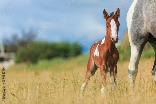 Fototapeta Horse chils and mother horse her beautiful foal on a field