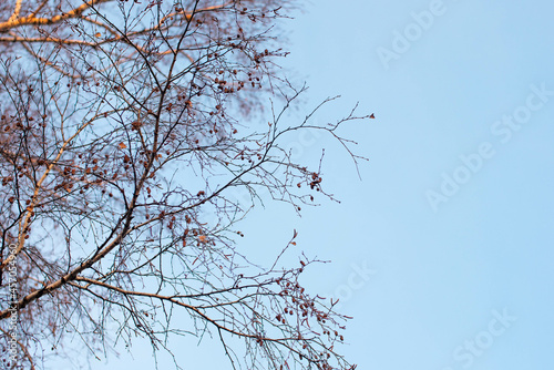 Branches of a tree with dry leaves. Autumn tree with falling leaves.