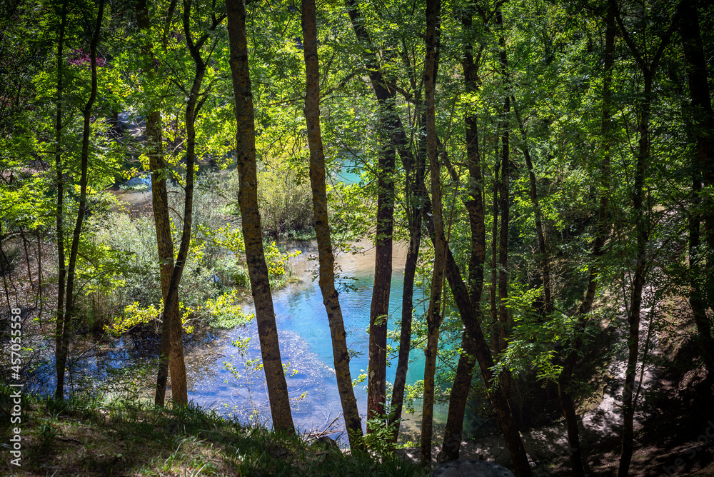 Naklejka premium Paisaje de bosque verde oscuro.Hermoso bosque con suelo cubierto de musgo y rayos de sol a través de los árboles