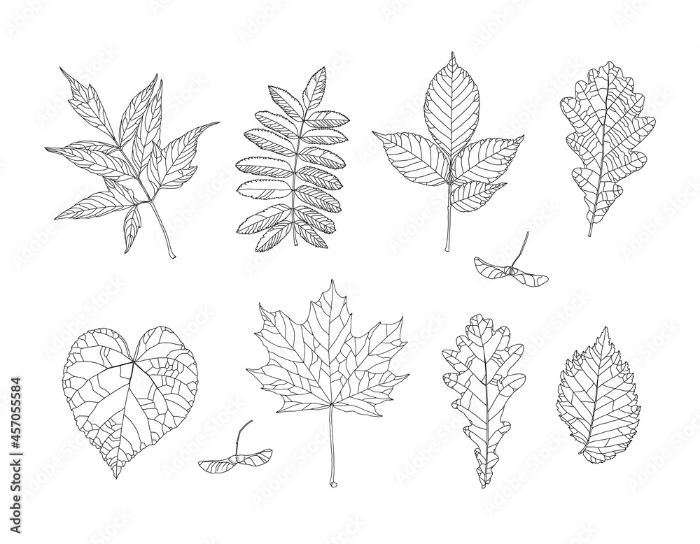 Autumn drawing leaves set. Isolated objects. Hand drawn illustrations - maple, maple seeds, ash-leaved maple, rowan, ash, oak, linden, elm. Fall seasonal decor. Elements for design in line art style.