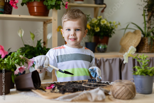 a small boy with a blond European appearance planting or transplanting home plants. Little helper by chores. Concept home gardening, caring houseplants, lifestyle. Space for text. High quality photo
