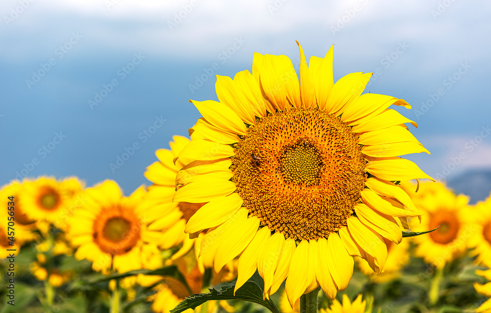 Sunflowers rotate with the sun in the sunflower seed field Sunflowers rotate with the sun in the sunflower seed field