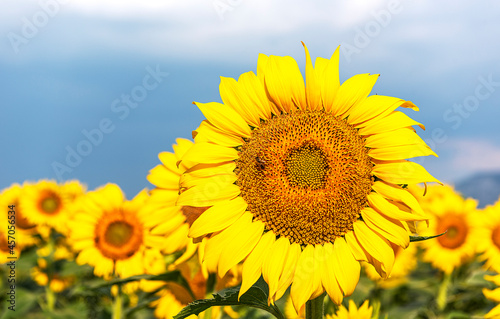 Sunflowers rotate with the sun in the sunflower seed field
