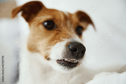 Dog lying at bed. Pet resting at home. Jack Russell terrier relaxing