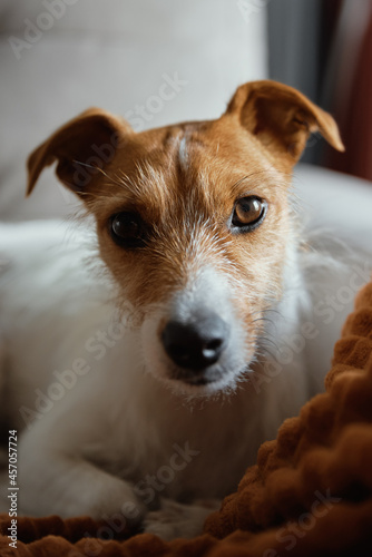 Dog lying at bed and looking at camera. Pet resting at home. Jack Russell terrier relaxing