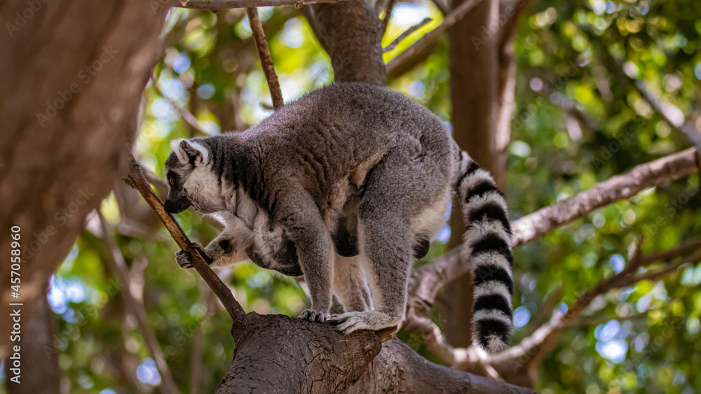 Fototapeta premium ring tailed lemur on tree
