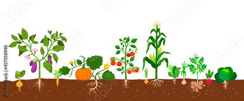 Foto Harvest of vegetables potatoes, corn, pumpkins, tomatoes and various vegetables with roots in the ground on white background