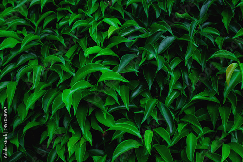 Full Frame of Green Leaves Pattern Background  Nature Lush Foliage Leaf  Texture   tropical leaf