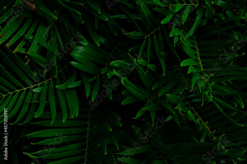 Full Frame of Green Leaves Pattern Background, Nature Lush Foliage Leaf Texture , tropical leaf
