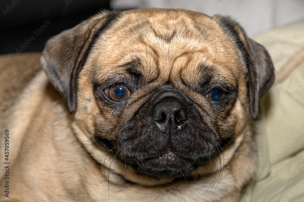 The close-up face of a Pug