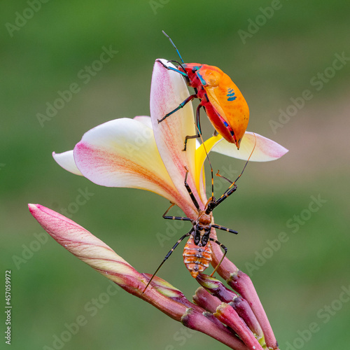 Assassin bug climbing up Frangipani flower toward Harlequin beetle with great blurred background, nice bokeh and beautiful colours photo