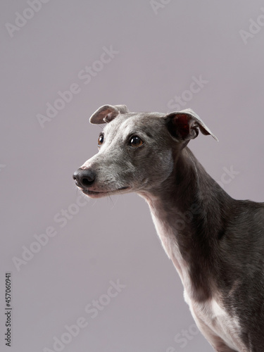 Portrait of a dog on a gray background. handsome whippet in a photo studio