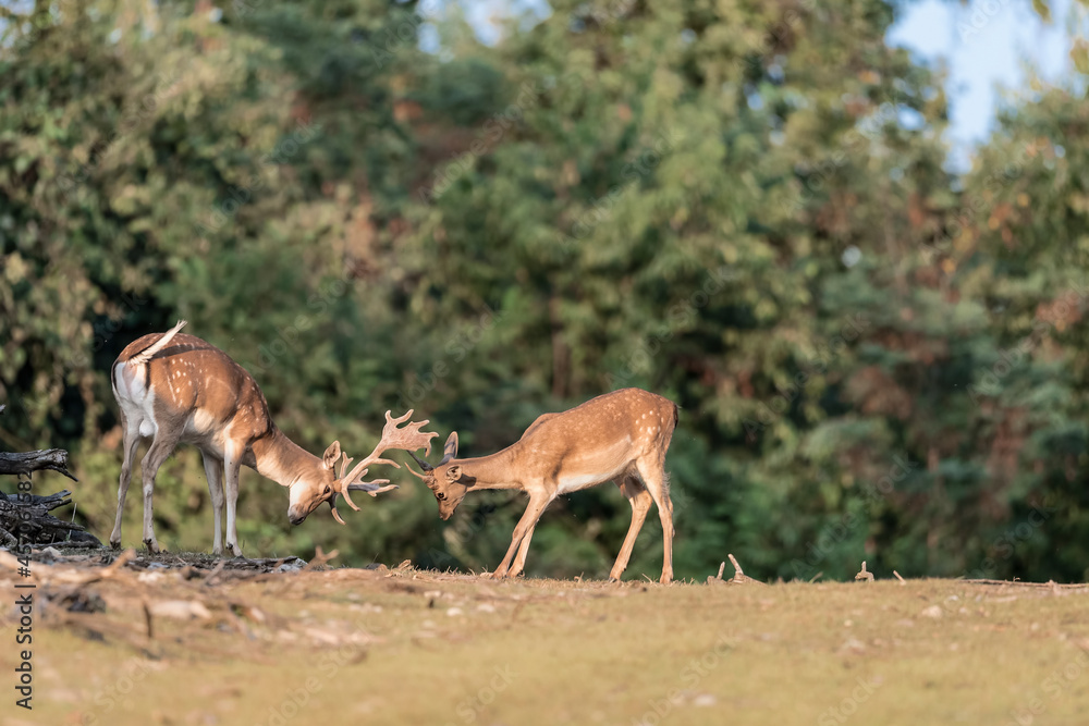 European fallow deer bucks fighting (dama dama) European fallow deer bucks fighting (dama dama)