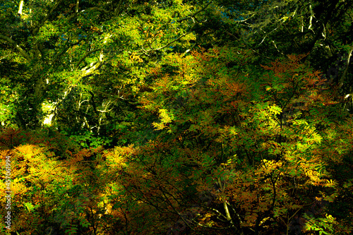 Autumn leaves in Hokkaido Sounkyo Kurodake