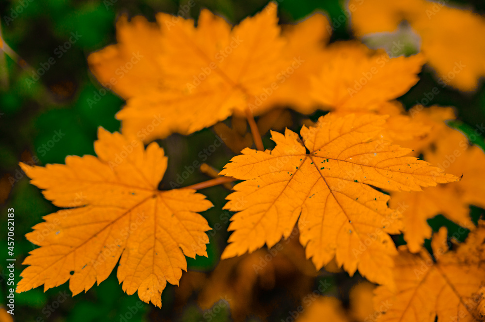 Autumn leaves in Hokkaido Sounkyo Kurodake Autumn leaves in Hokkaido Sounkyo Kurodake