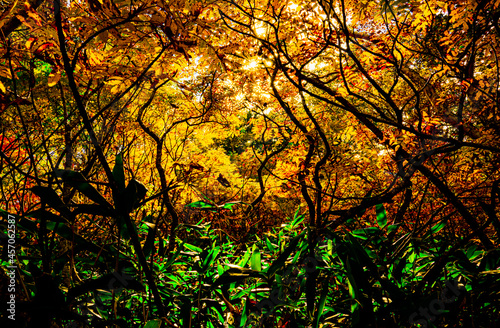 Autumn leaves in Hokkaido Sounkyo Kurodake