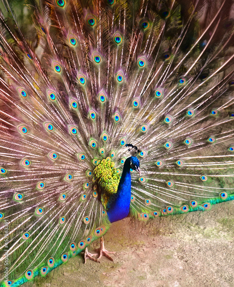 Fototapeta premium Peacock with colorful big peacock tail