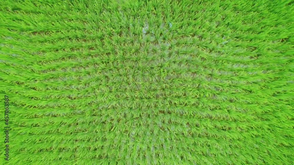 High angle view of Field in Thailand. High angle view of Field in Thailand.