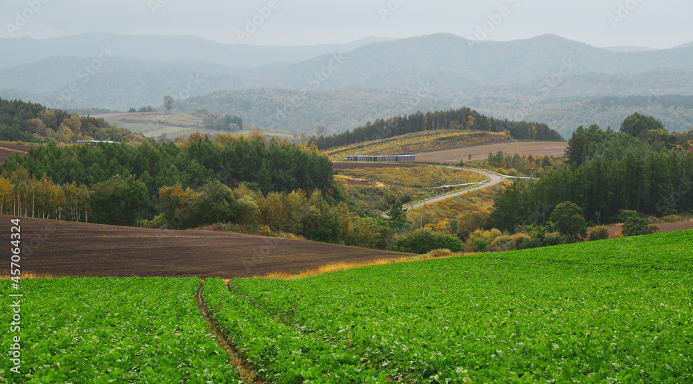 Fototapeta premium Rural scenery of Furano, Japan