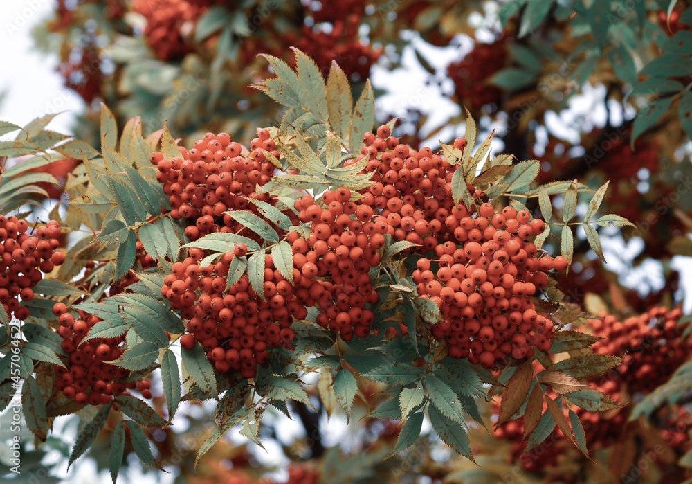 Red berry fruits on the tree at countryside Red berry fruits on the tree at countryside