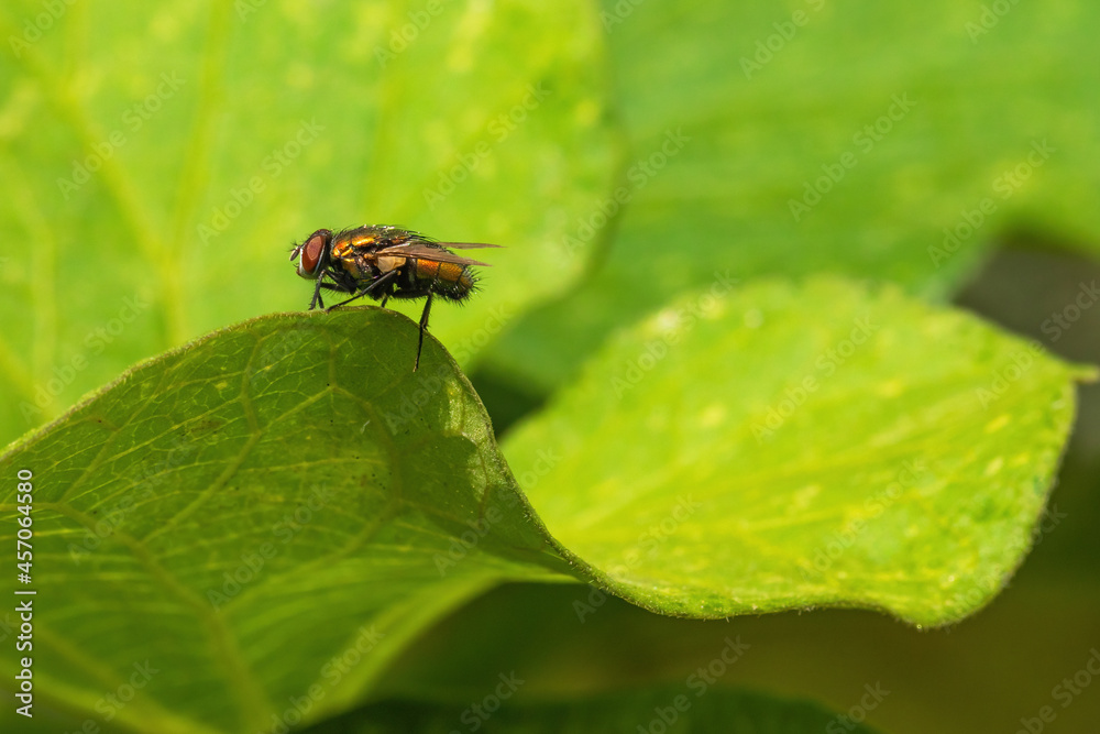 Housefly on a Leaf Housefly on a Leaf