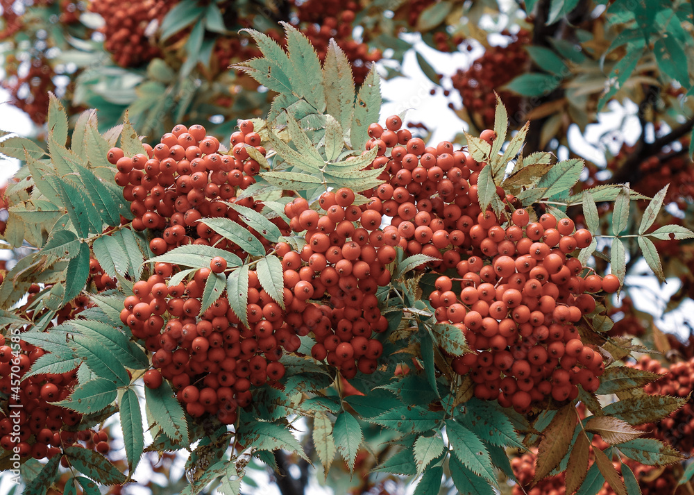 Red berry fruits on the tree at countryside Red berry fruits on the tree at countryside