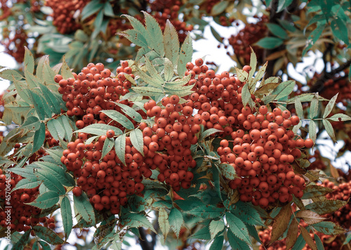Red berry fruits on the tree at countryside