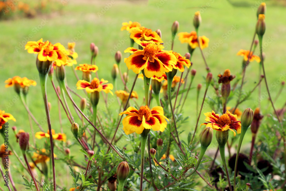 The concept of the arrival of bright autumn days . Small yellow marigolds blooming on a bright sunny day. The concept of the arrival of bright autumn days . Small yellow marigolds blooming on a bright sunny day.