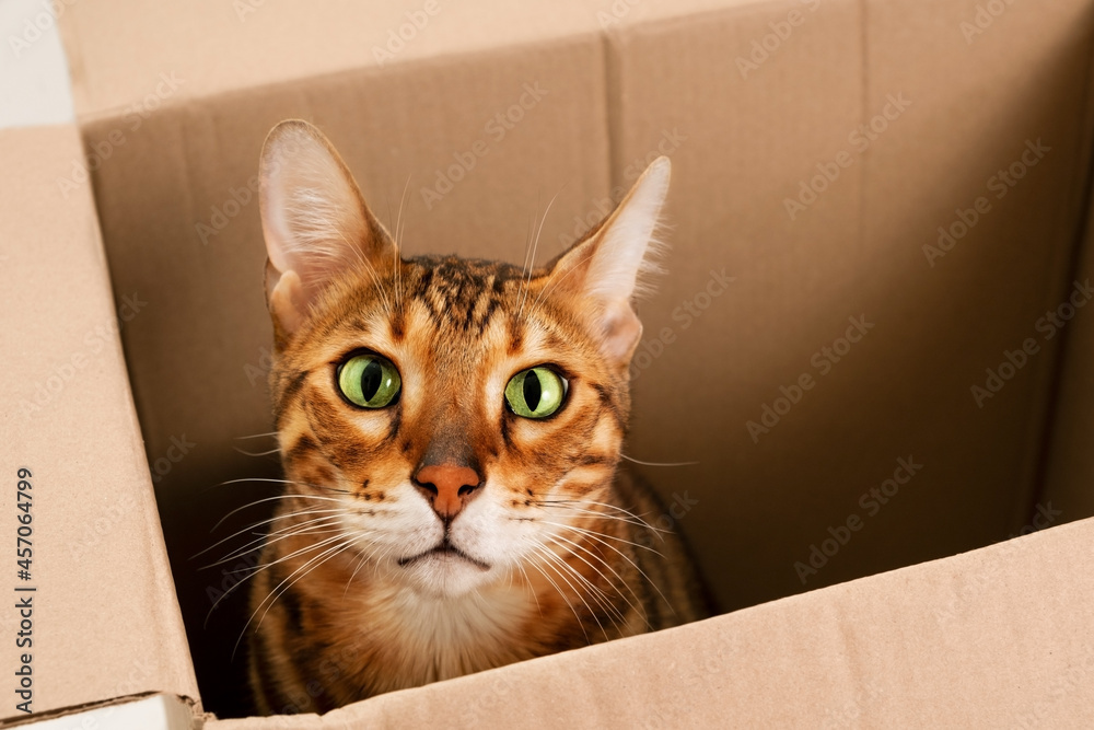 Amazed,open-eyed,funny,beautiful,cute ginger purebred bengal cat,play,hide in carton box, looking at camera.Playful pet or moving into new house or homeless animal concept.Close-up,copy space.