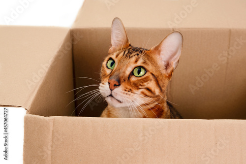 Funny beautiful adorable striped ginger purebred bengal cat. Cute playful pet,playing,hiding in carton box.Moving into new appartment or homeless animal concept.Close-up.