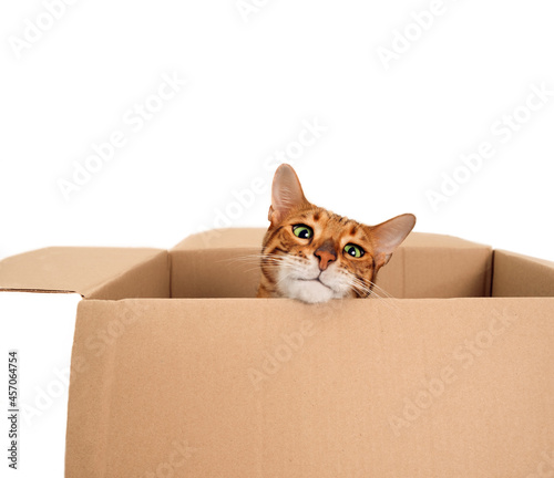 Funny beautiful playful striped ginger purebred bengal cat look from carton box on white background.Cute pet hiding or playing.Family with pet moving into new house or animal humour idea.Copy space.