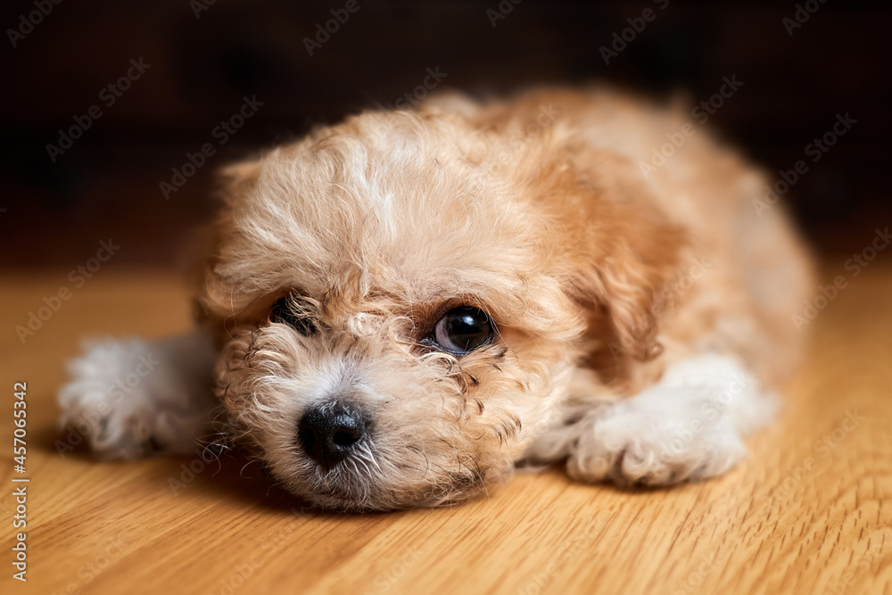 Maltipoo puppy. Adorable Maltese and Poodle mix Puppy is lying on the floor