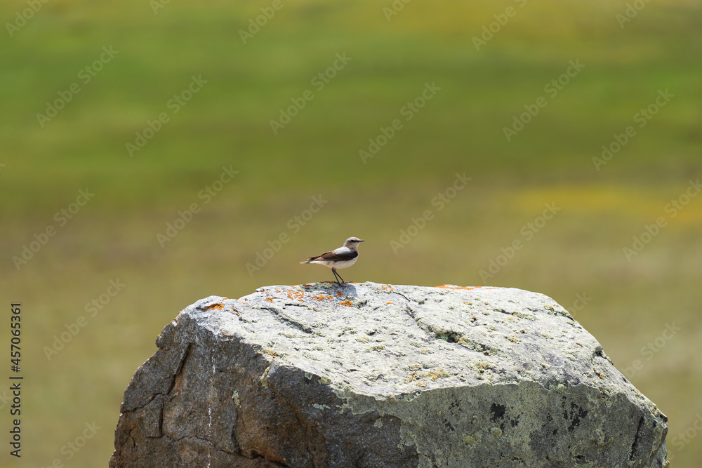 Fototapeta premium A small bird sits on a large stone
