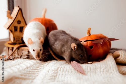 Halloween. Rat and pumpkin. Rat and pumpkin for halloween. White Decorative Rat. Autumn colors.