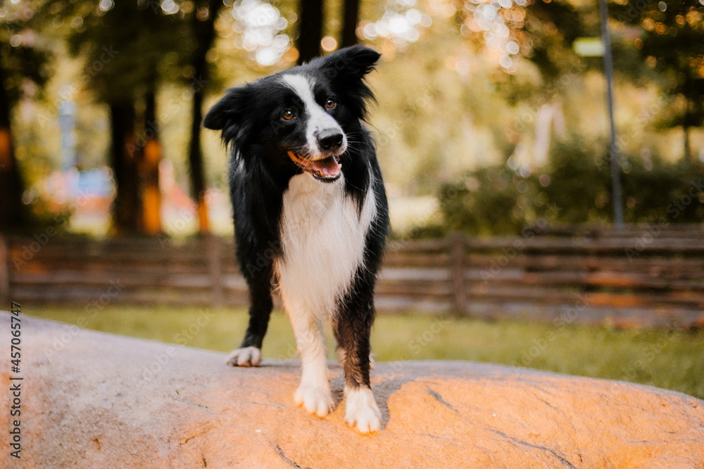 Dog in the autumn in the park. Happy Border Collie dog in colored leaves on nature. Fall season Dog in the autumn in the park. Happy Border Collie dog in colored leaves on nature. Fall season