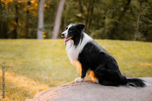 Dog in the autumn in the park. Happy Border Collie dog in colored leaves on nature. Fall season