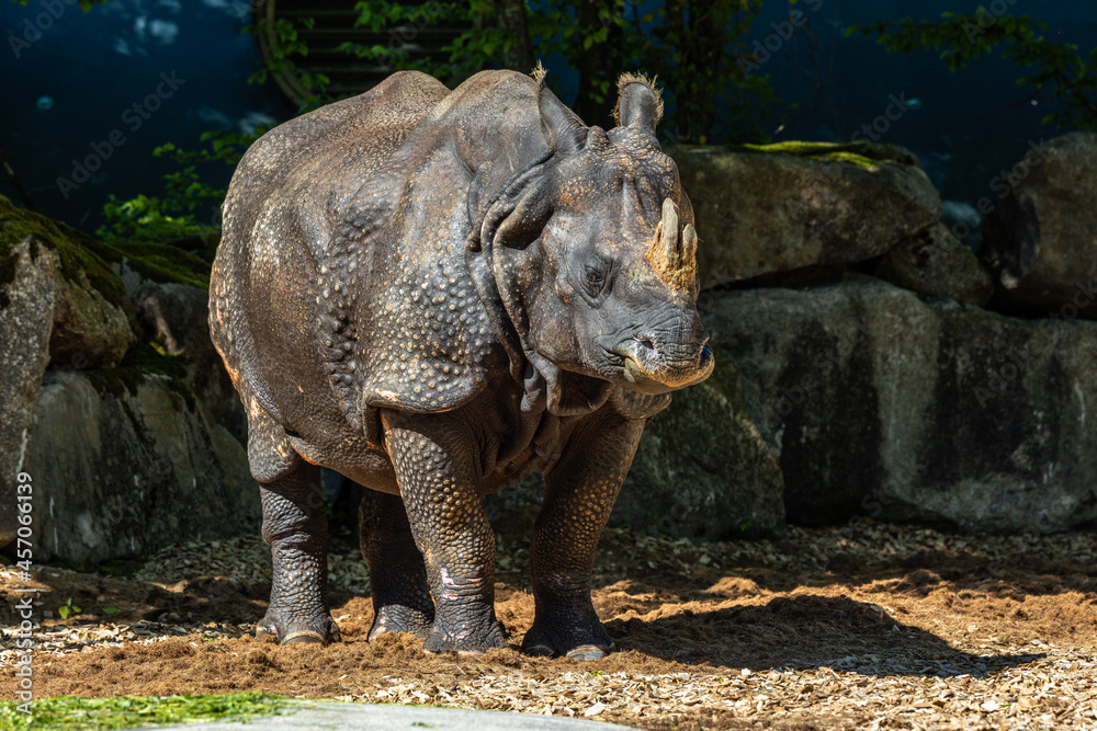 Naklejka premium The Indian Rhinoceros, Rhinoceros unicornis aka Greater One-horned Rhinoceros