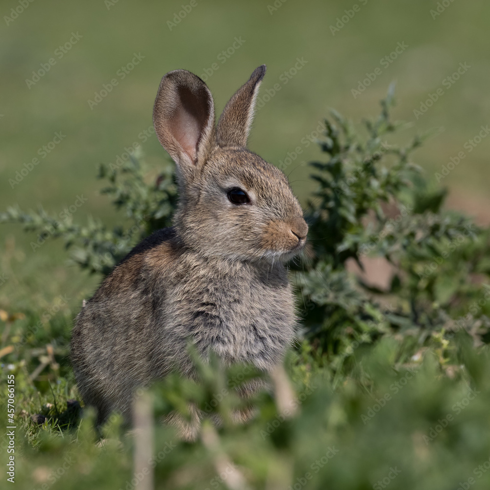 Fototapeta premium European rabbit, Common rabbit, Oryctolagus cuniculus sitting on a meadow at Munich