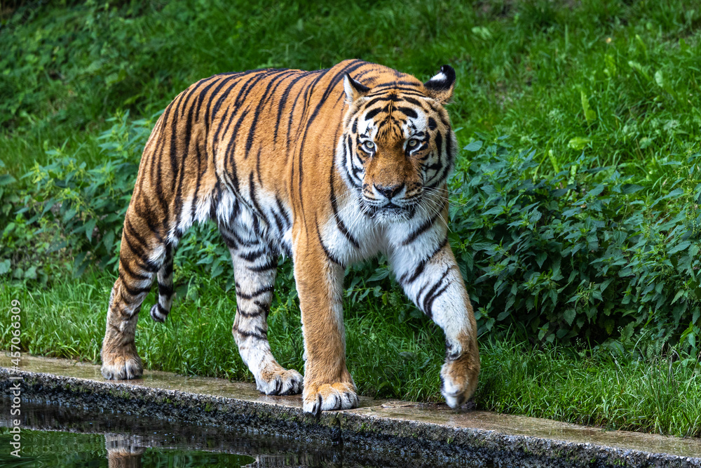 The Siberian tiger,Panthera tigris altaica in a park The Siberian tiger,Panthera tigris altaica in a park