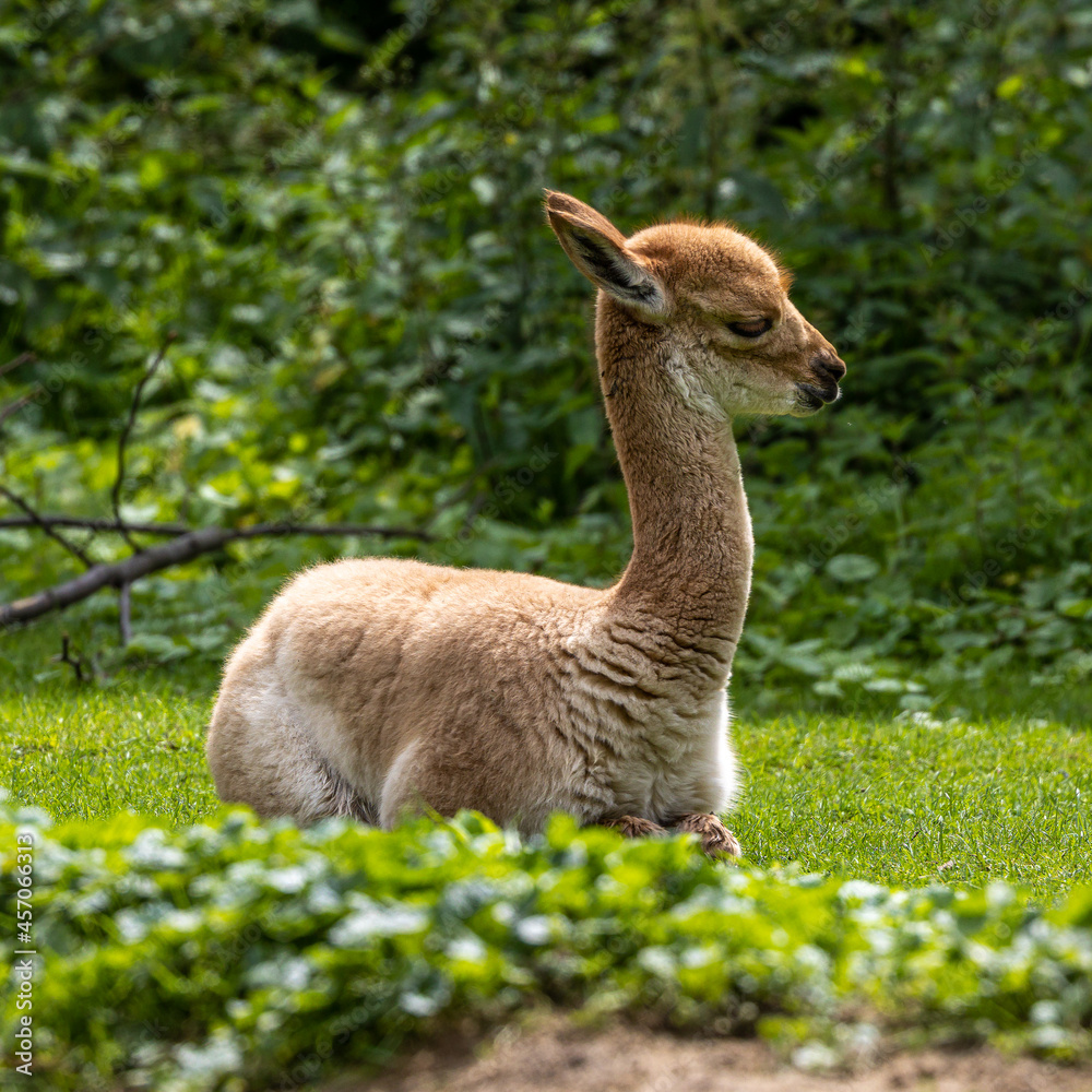 Fototapeta premium Vicunas, Vicugna Vicugna, relatives of the llama in a German park