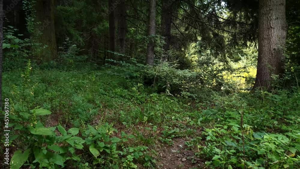 Cinematic wallk through the forest toward light Cinematic wallk through the forest toward light