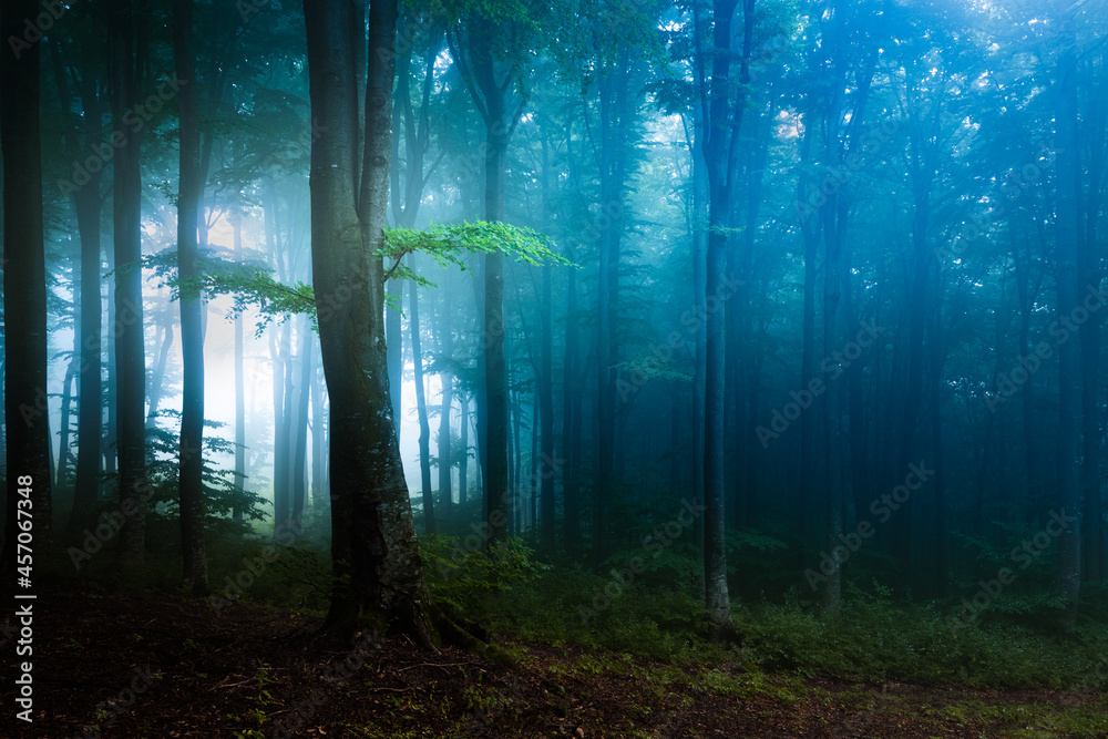 Obraz premium Creepy tree in foggy forest. Halloween location