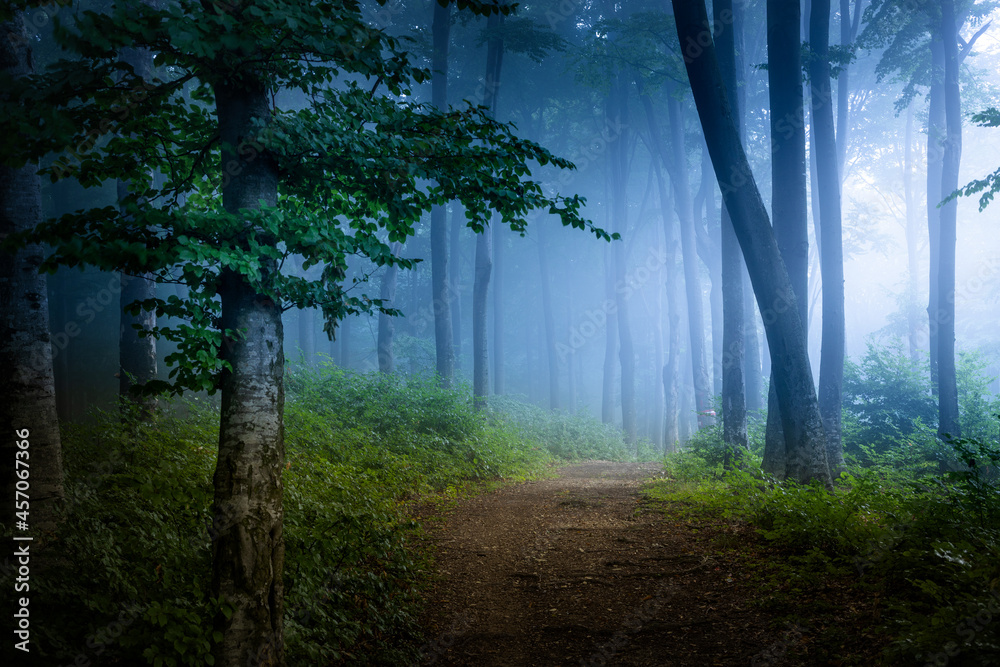 Blue foggy forest. Trail to the light in spooky misty forest