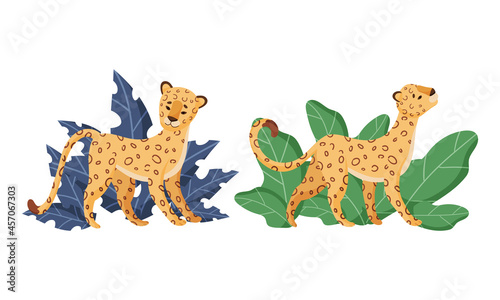 Spotted Leopard or Jaguar with Yellow Skin Standing in Tropical Leaves Vector Set