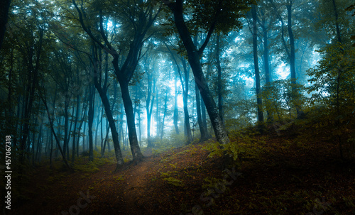 Creepy old dark foggy forest. Blue mist in the woods. Halloween location