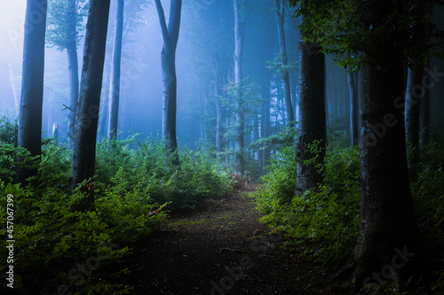Strange light in dark spooky foggy forest. Blue mist in the woods
