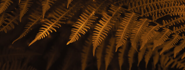 Natural autumn blurred background of brown fern leaves. Selective focus, banner format