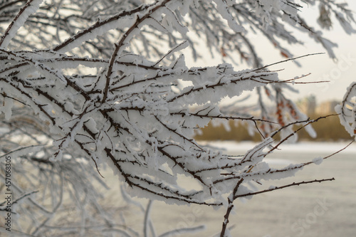 The branches of the tree are covered with white frost. Winter season concept.