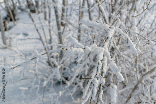 Branches of tree are covered with white snow. Selective focus. Winter season concept.