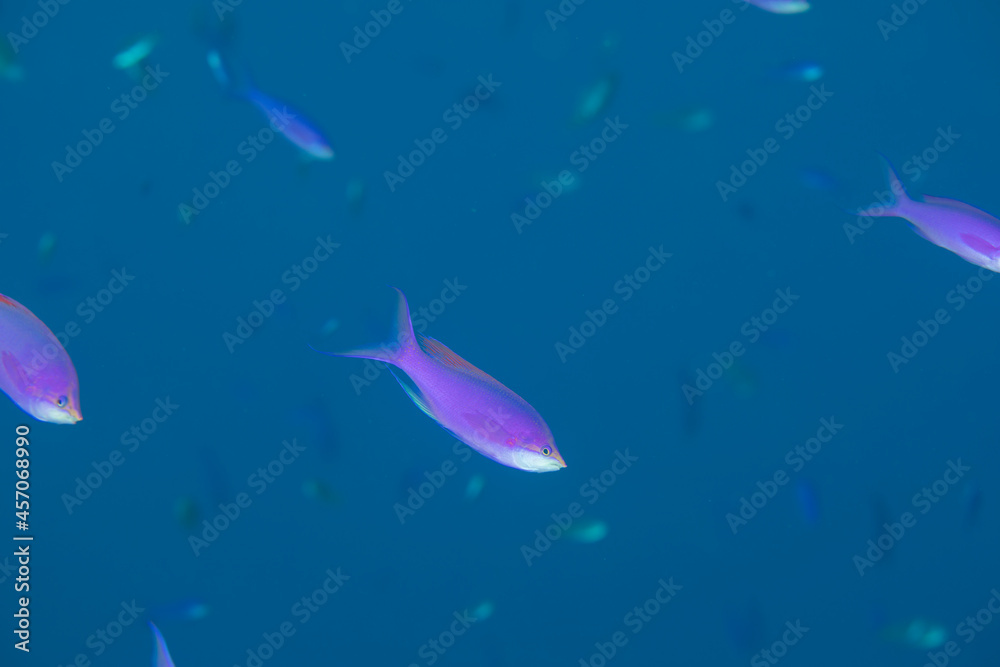 Obraz premium 久米島 ハナゴイ 沖縄 旅行 観光 海 魚 ダイビング 珊瑚 